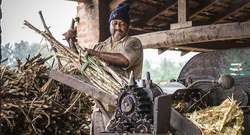 sugar production