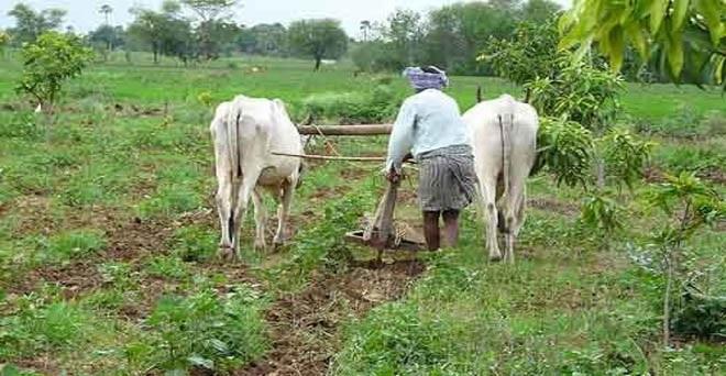 kisan khet