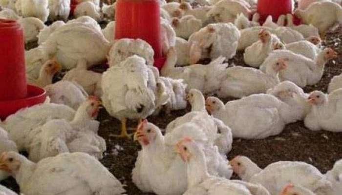 अफ़वाहों से पोल्ट्री कारोबार प्रभावित