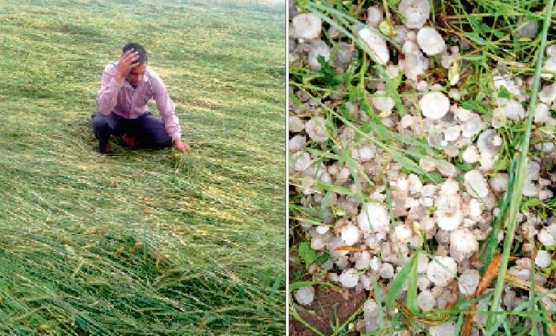 रबी फसलों के बंपर उत्पादन की उम्मीदों पर फिरा पानी