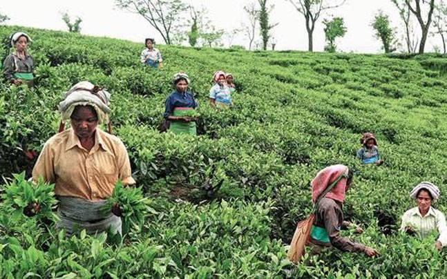 ASSAM TEA WORKER