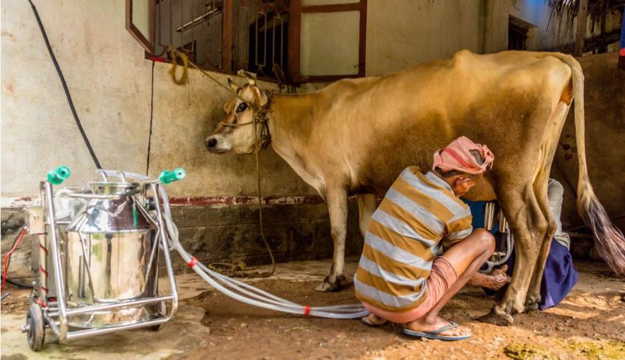 दूध उत्पादक किसान