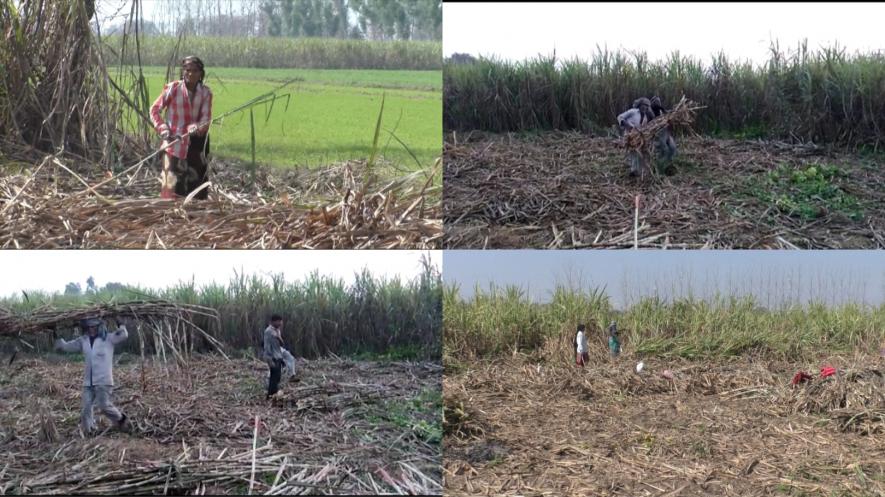 गन्ना किसान
