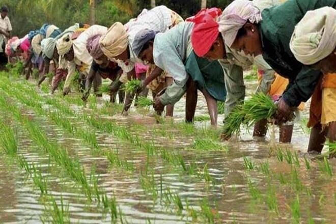 कॉन्ट्रैक्ट पर खेती करने वाले सौदों में छोटे किसानों को क्यों नुकसान उठाना पड़ता है