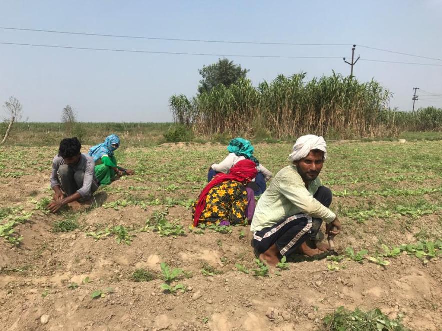 सब्ज़ी किसान शहज़ाद और उनका परिवार