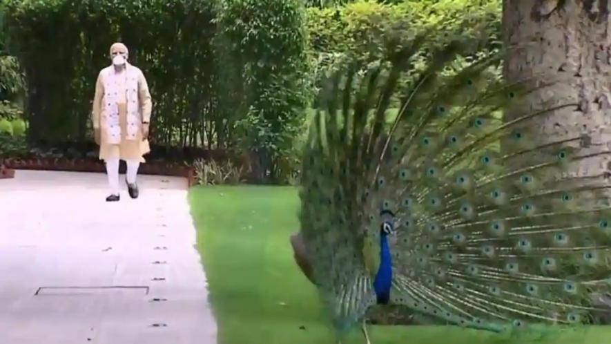 प्रधानमंत्री निवास में मोर नाचा