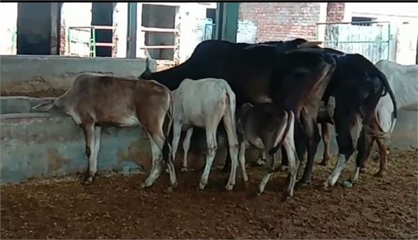 गाय