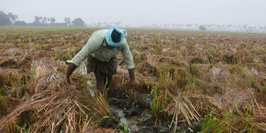 farmers