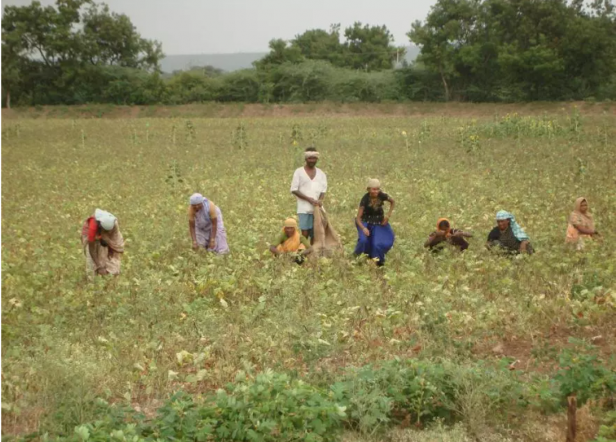 farmers