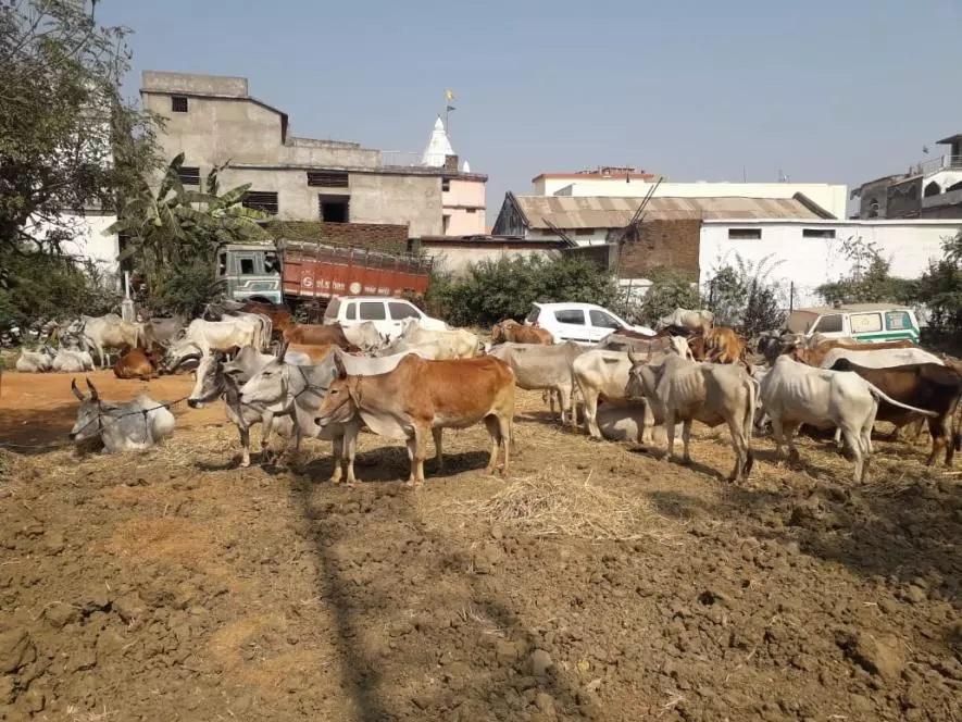 एमपी में गौवध के लिए तस्करी के आरोप में भाजपा युवा नेता और 19 अन्य के ख़िलाफ़ मामला दर्ज़