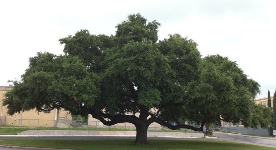 tree
