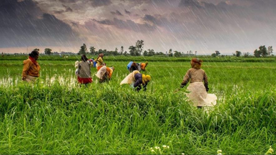 जिसके पास ज़मीन के दस्तावेज़ नहीं, उसके फ़सल की MSP पर ख़रीददारी नहीं!