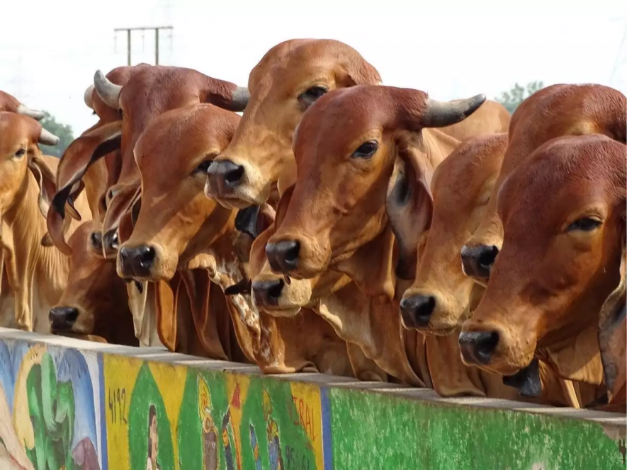 गुजरात: डॉक्टरों ने रोग प्रतिरोधक क्षमता बढ़ाने के लिये गाय के गोबर के उपचार को लेकर चेतावनी दी