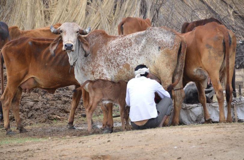 एक छलावा बन गई गाय की विरासत!