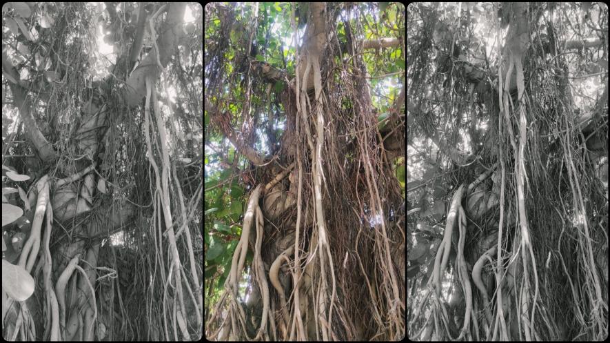 एक बूढ़े पेड़ की प्रार्थना