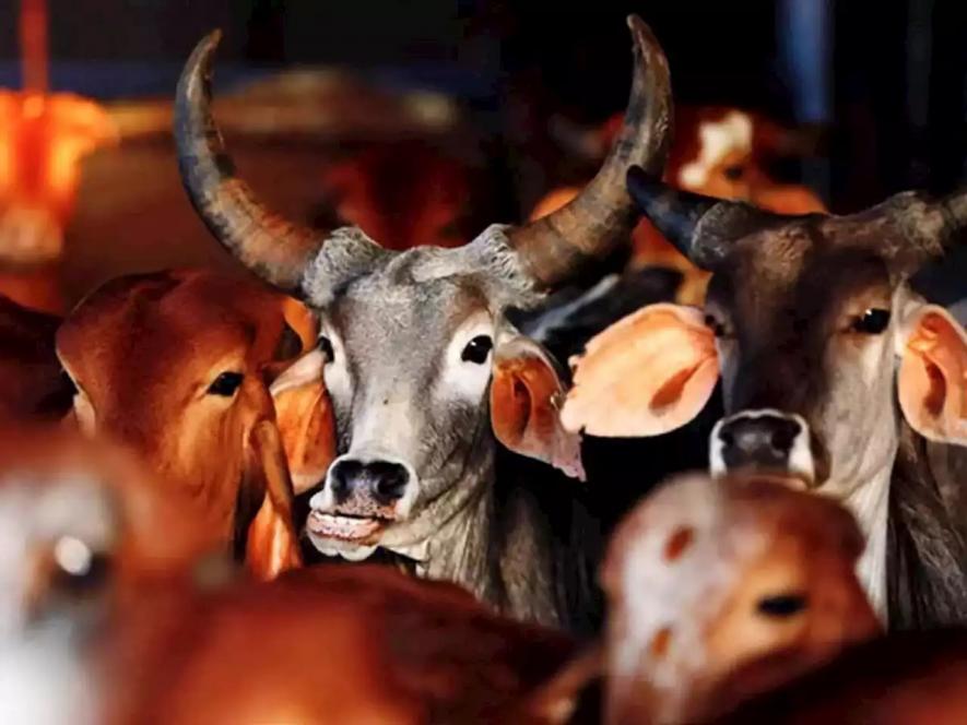 गाय और जस्टिस शेखर: आख़िर गाय से ही प्रेम क्यों!