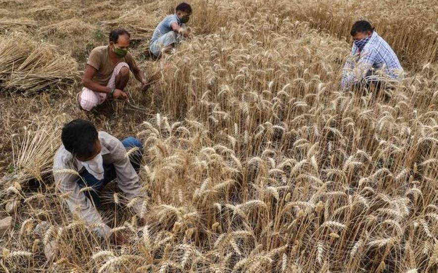 नई MSP घोषणा: गेहूं की बाल में गेहूं का दाना ही नहीं