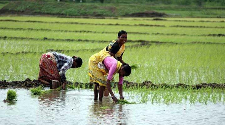 सरकारी एजेंसियां किसानों से सबसे कम उत्पाद ख़रीदती हैं : एनएसओ सर्वे