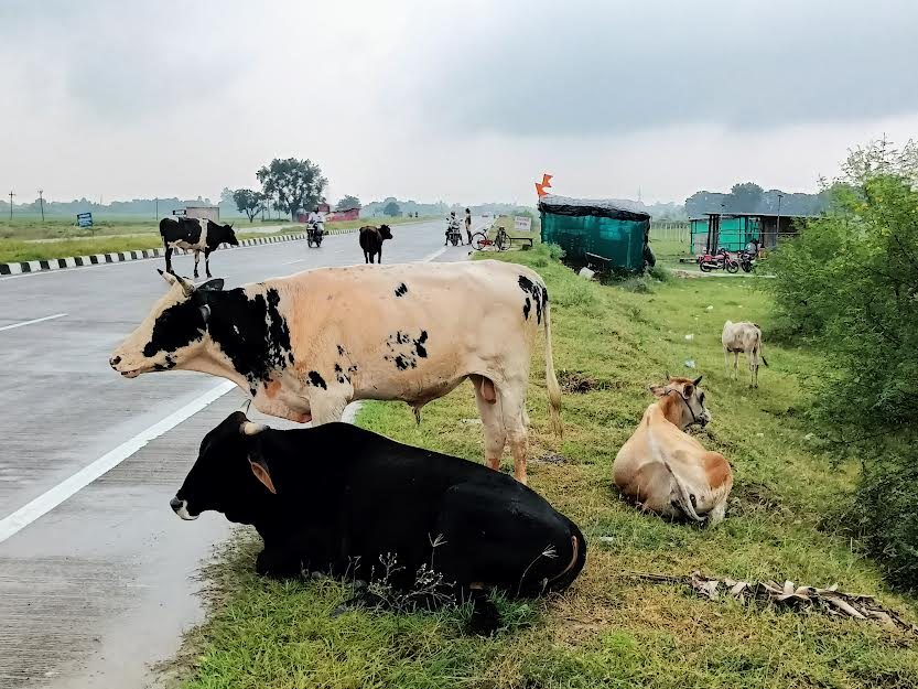 stray cattle