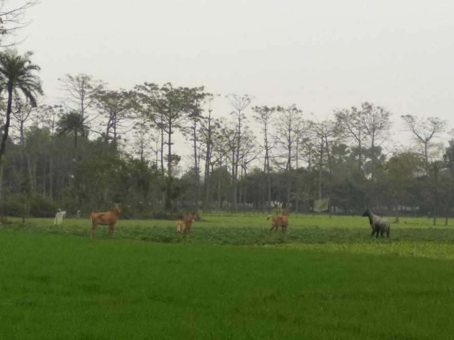 nilgai