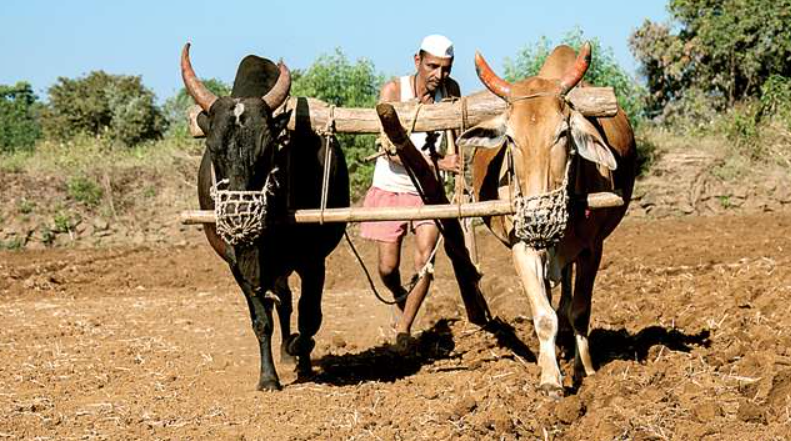 kisan
