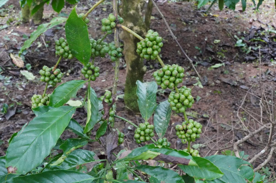 Cofee beans