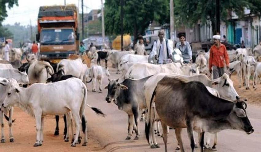 stray animals