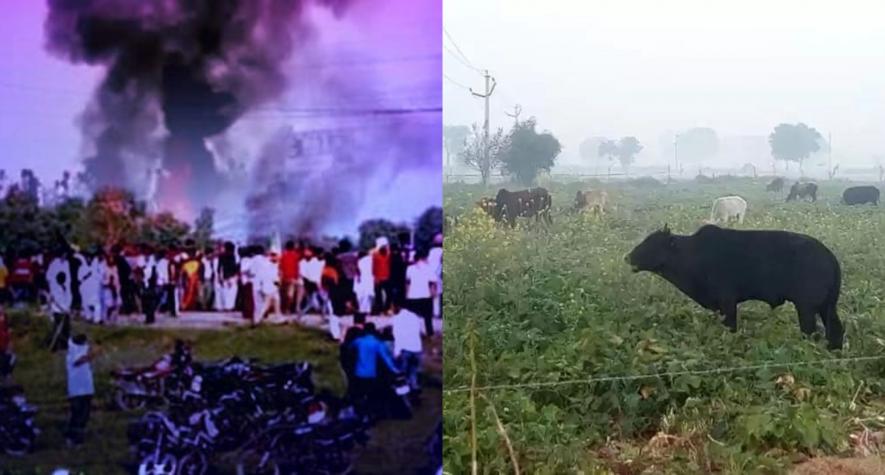 यूपी चुनाव चौथा चरण: लखीमपुर हिंसा और गोवंश से फ़सलों की तबाही जैसे मुद्दे प्रमुख