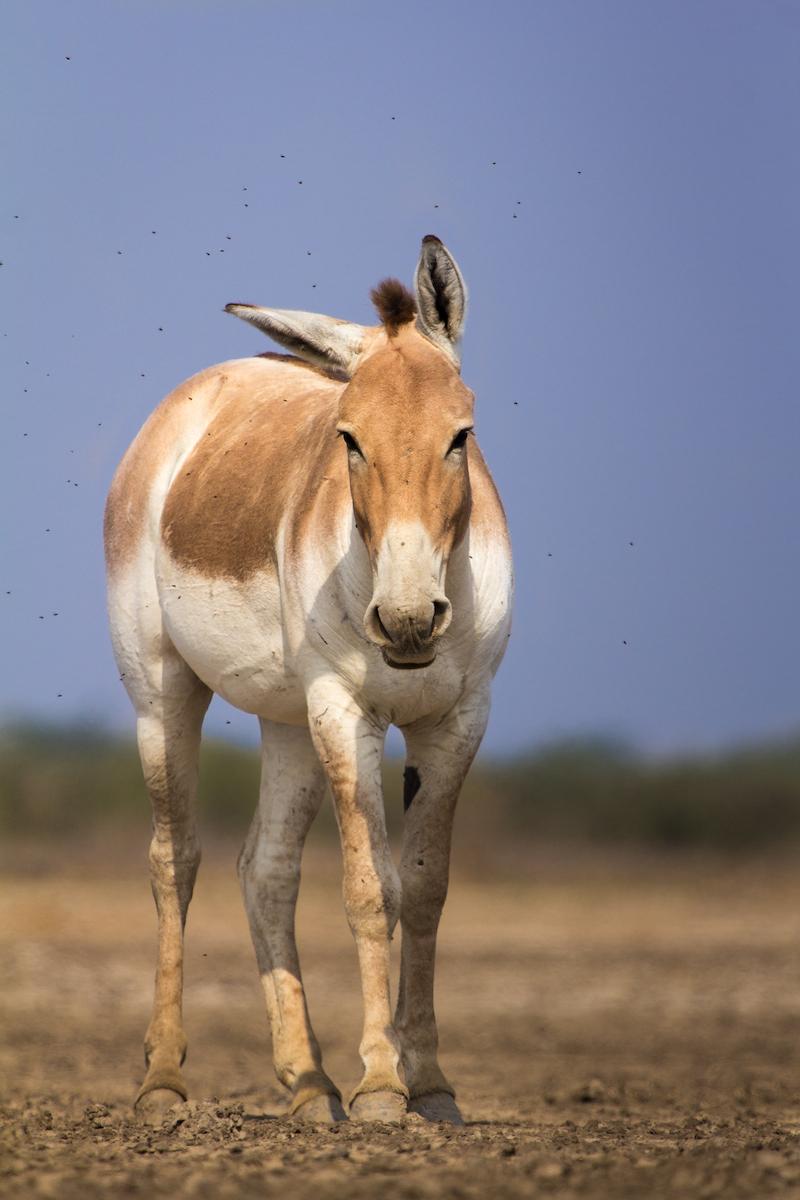 donkey