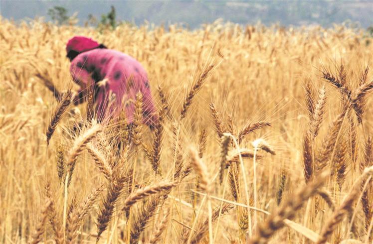 wheat