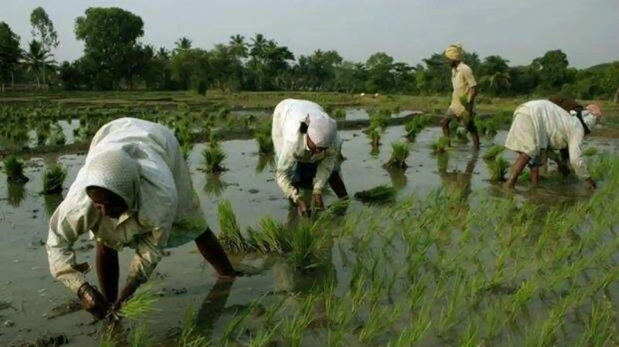 kisan