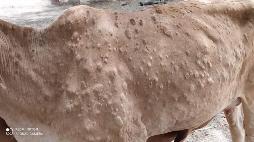Lumpy disease