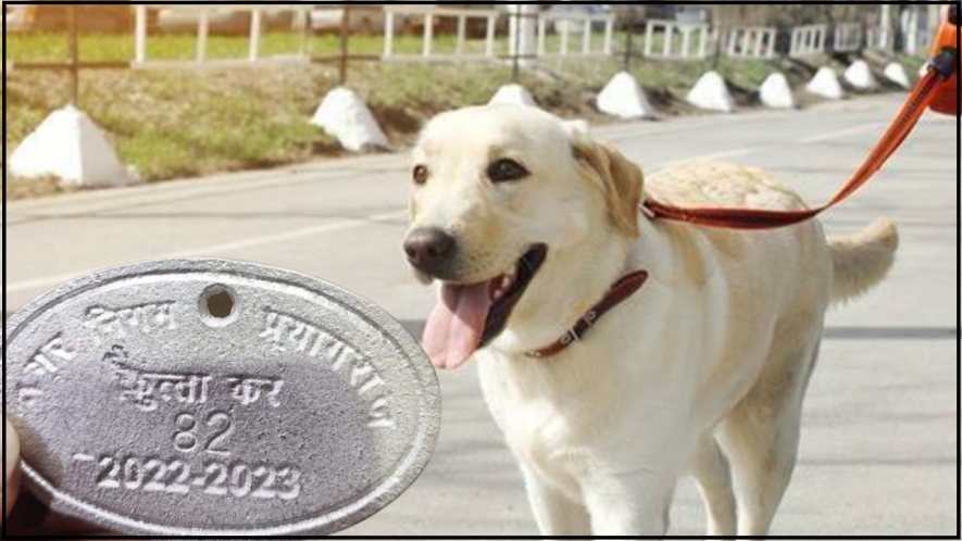 dog tax