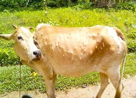 cow