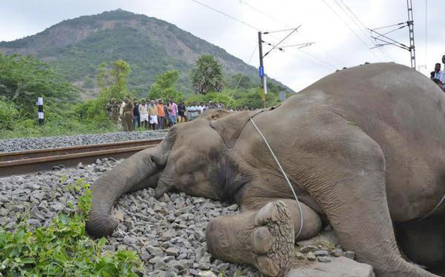 Elephant