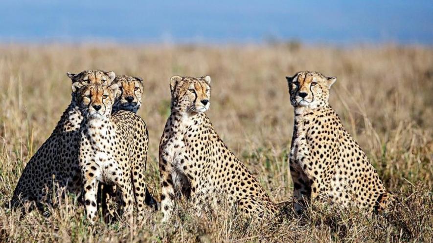 Worldwide wildlife