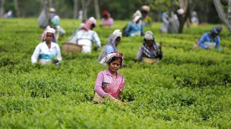 Tea industry