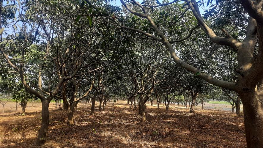 Mango orchard