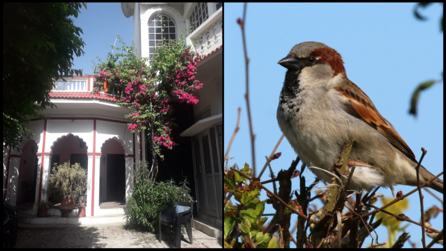House sparrow