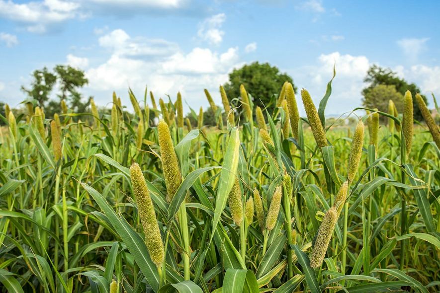 millet crops