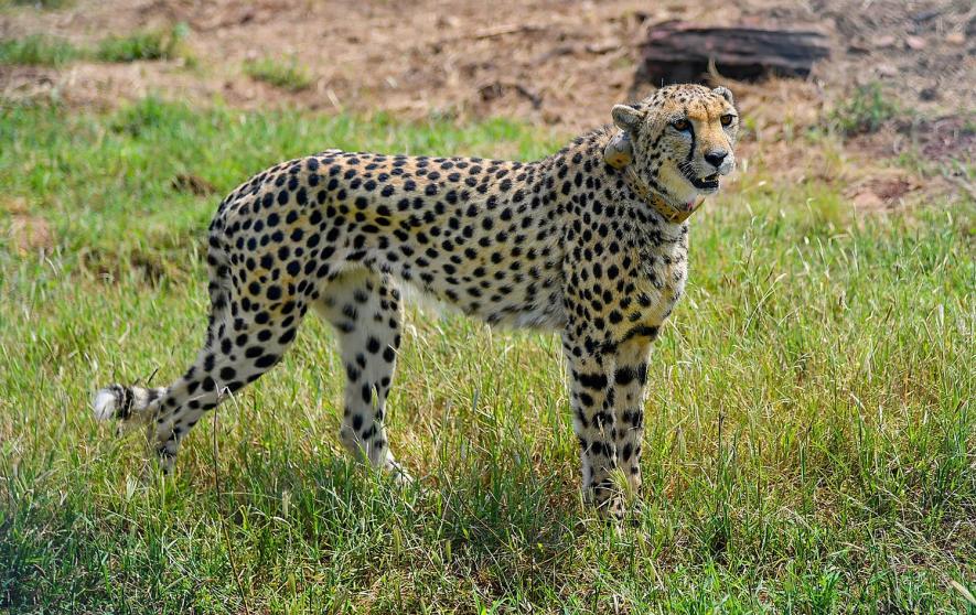 Cheetahs