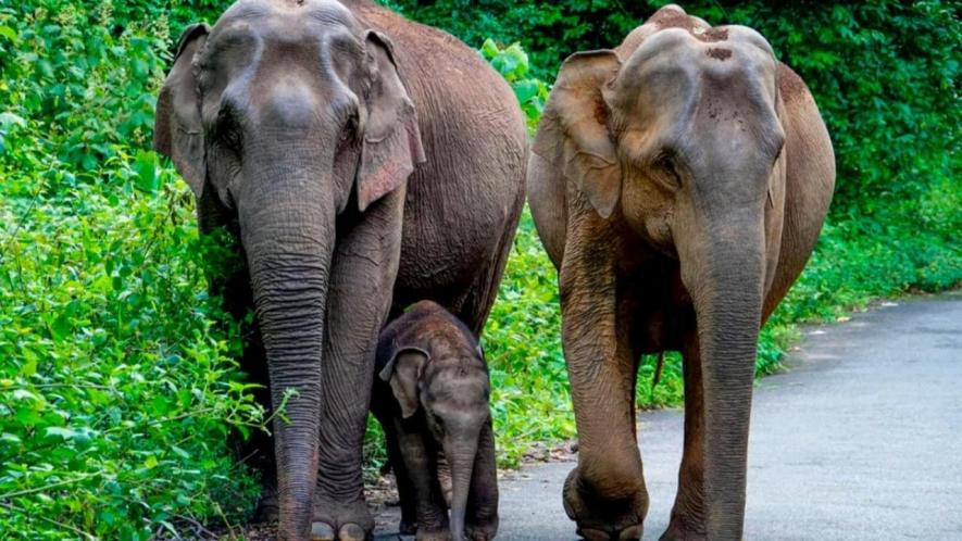 elephants