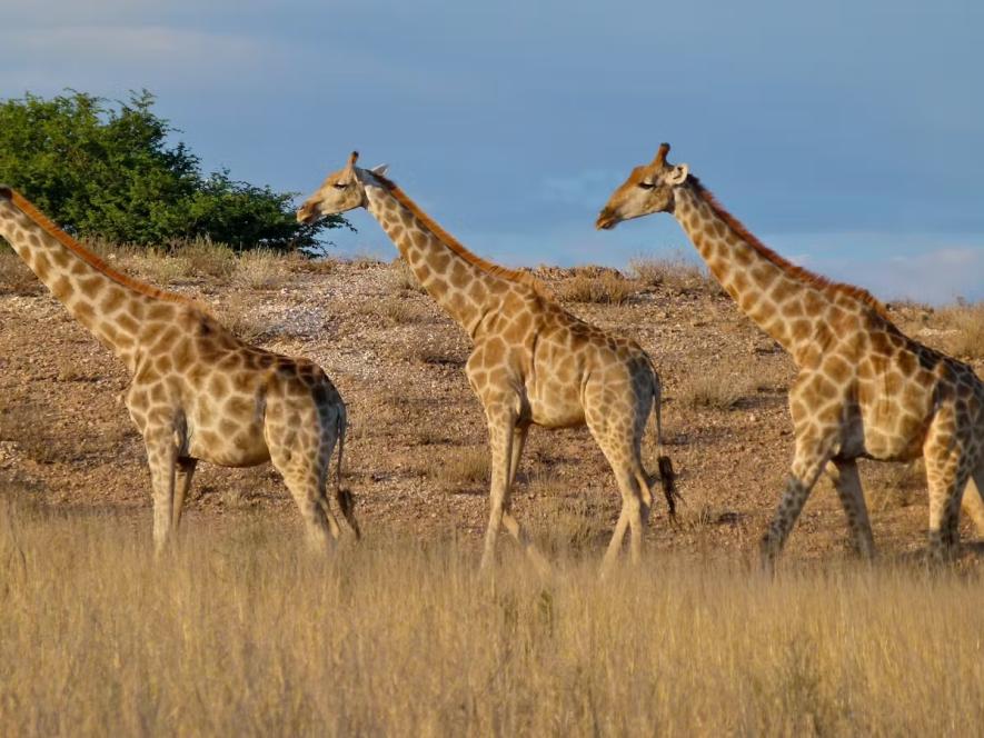 Giraffes