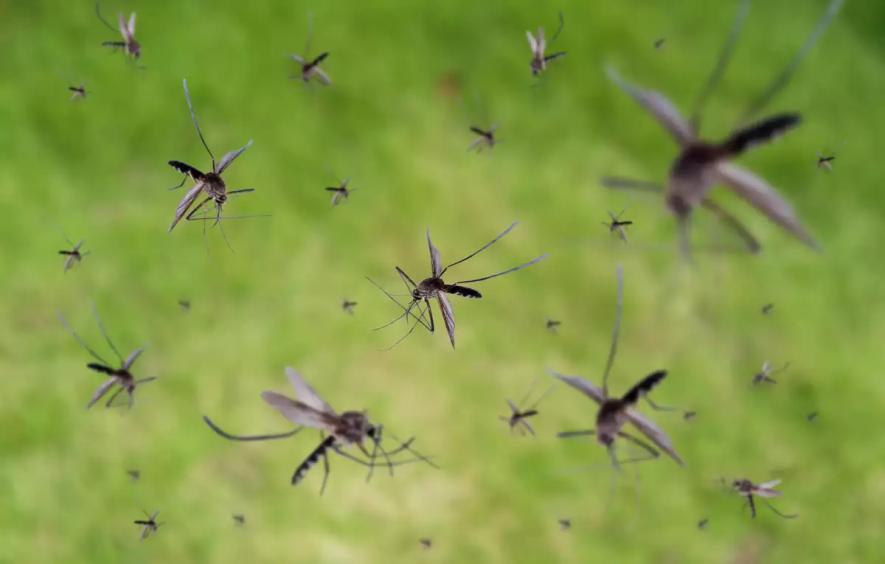 mosquito