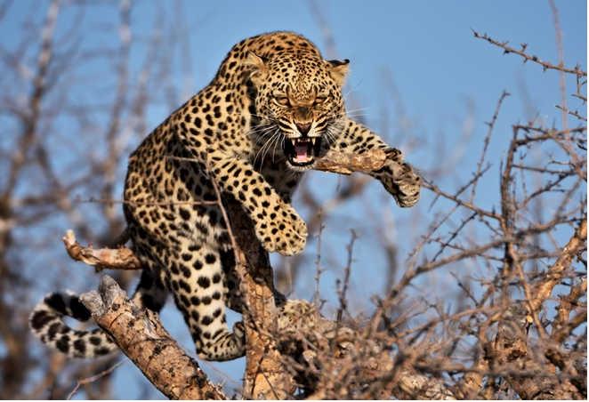 Leopard