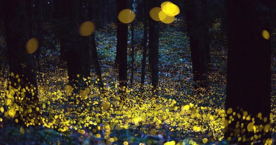 Firefly