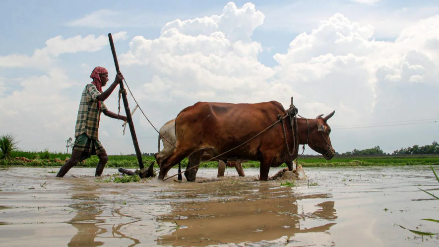 kisan