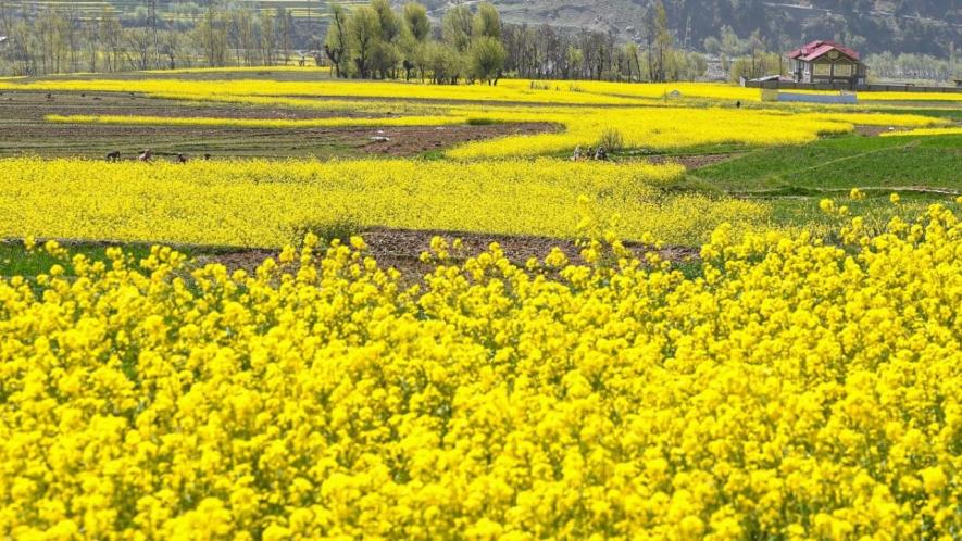 Mustard