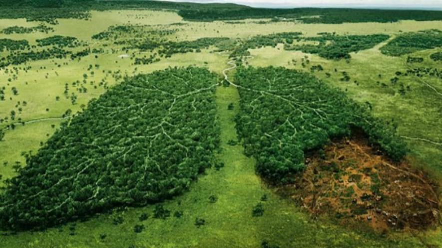 Biodiversity