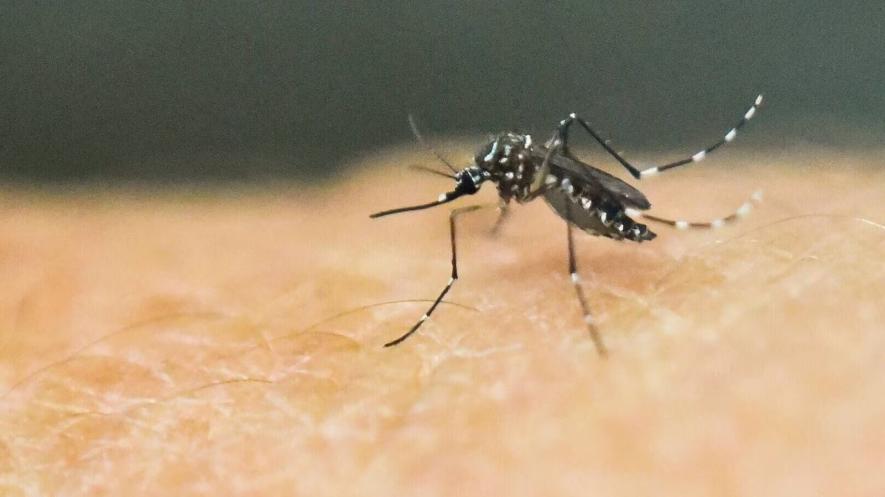 dengue